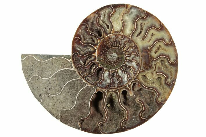 Cut & Polished Ammonite Fossil (Half) - Madagascar #241017